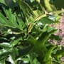 Quercus palustris 'Green Pillar'